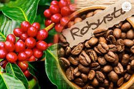 Robusta